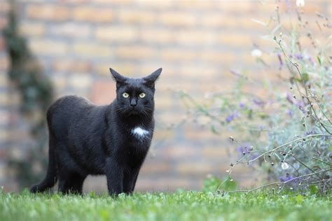 fod アカウント共有: なぜ猫は時々宇宙を考えるのか？